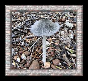 The Inky Cap Mushroom